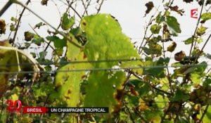 Brésil : production d'un champagne tropical