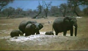 L'incroyable périple d'un éléphanteau à travers l'Afrique australe
