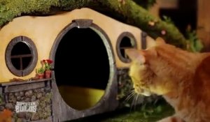 Une maison hobbit pour votre chat !