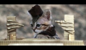 Indiana Bones - Remake d'Indiana Jones en mode Chiens et Chats...