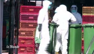 Grippe aviaire : Hong Kong abat des milliers de poulets