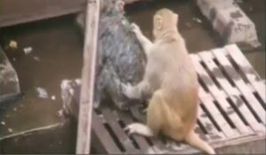 Un singe sauve un congénère électrocuté en gare