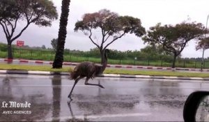 Un émeu en fuite se promène sur l'autoroute