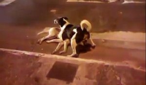 Un chien tente de protéger son compagnon sans vie