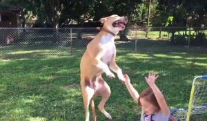 Un chien saute et atterrit sur une petite fille : trop marrant!