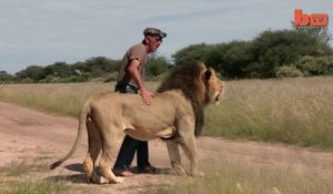 Avoir un lion africain pour meilleur ami!