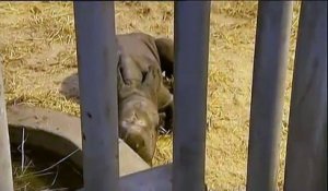 Un bébé rhinocéros naît au zoo de Copenhague