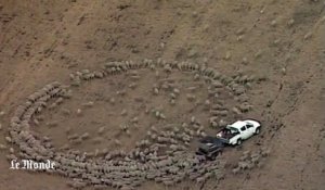 Australie : un troupeau de moutons patriotique