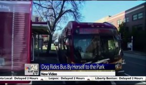 Ce chien prend le bus seul chaque jour pour aller au parc