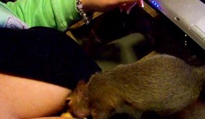 Un écureuil cache sa nourriture dans un soutien-gorge