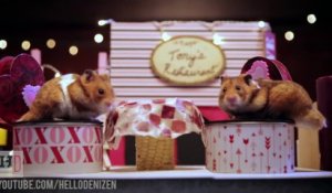 Des hamsters se font un diner pour la St Valentin! Adorable...
