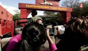 Rajasthan : incroyable voyage au pays des tigres
