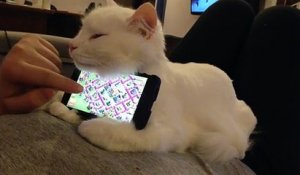 Un chat  support de téléphone!