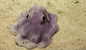 GRIMPOTEUTHIS (RARE)