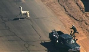 Etats-Unis: course-poursuite épique entre deux lamas et la police