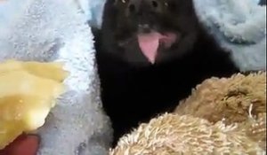 Une Chauve-souris mange une banane et c'est trop mignon!