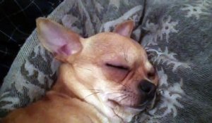 Un petit Chihuahua trop mignon qui ronfle comme un bébé