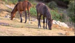 DRDA : Le cheval corse