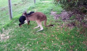 L'incroyable histoire d'amitié entre un chien et un kangourou