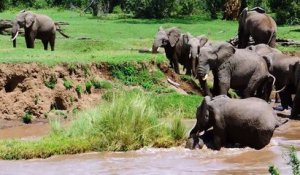 L'incroyable sauvetage d'un éléphanteau par sa maman