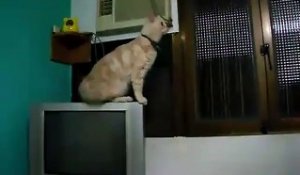 Un chat décide de faire le grand saut
