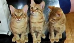Trois chatons hyper syncro dans la gestuelle
