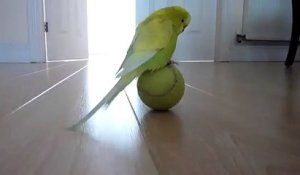 Une perruche en équilibre sur une balle de tennis