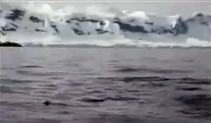 Un pingouin trouve refuge sur un bateau