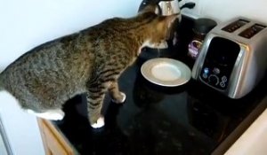 Un toaster de cuisine fait peur à un chat