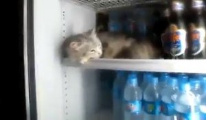 Un chat fait dodo bien au frais dans un frigo