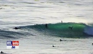 Au milieu des surfers un gros requin chasse...