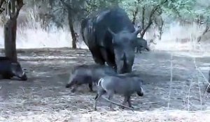 Un rhinocéros qui charge, ça fait mal