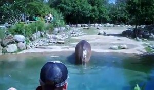 L'hippopotame qui avait des problèmes intestinaux
