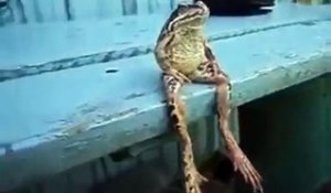 Une grenouille s'assoit comme un humain