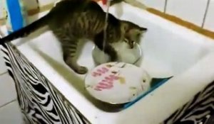 Un chat qui aime faire la vaisselle