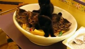 Cinq petits chatons trop mignons !!!