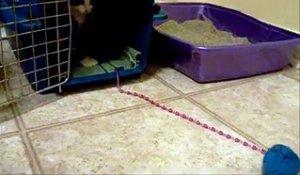 Un petit chaton survit en n'ayant que deux pattes