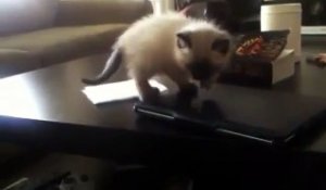 Le premier saut en longueur d'un petit chaton