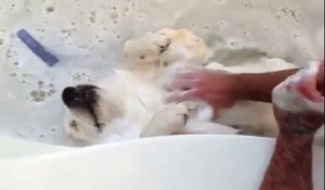 Un chien fait la planche dans son bain