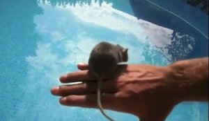 Attention voici Rattrape le rat nageur ….