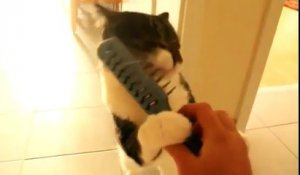 Un chat accro à une brosse à cheveux