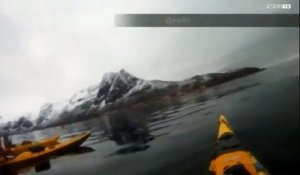 Faire du kayak avec des baleines !!!