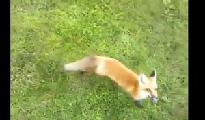 Un renard ramène la balle comme un chien