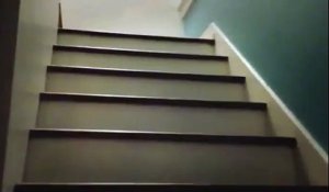 Un carlin nous montre une drôle de manière de monter des escaliers