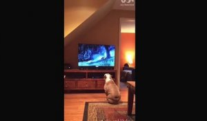 Ce chien devient fou des que cette Pub passe à la TV