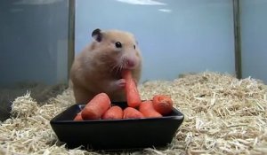 Hamster fou ! Il fait un stock de 5 carottes dans sa gueule !