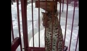 Un léopard qui déteste les caméras et les touristes