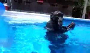 Un chimpanzé fait de la plongée