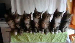 FAN DE CHATS ! Je surKIFFE cette vidéo ! 7 chatons adorables