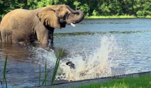 Superbe amitié entre un chien et un élephant !